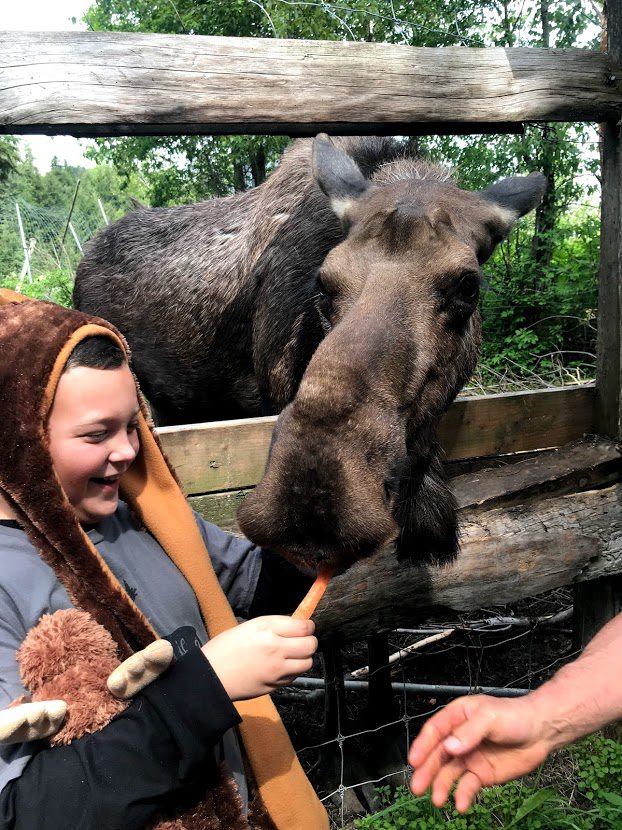 My son, wearing his moose hat and holding his stuffed moose, Jeff, while feeding Karen the moose
