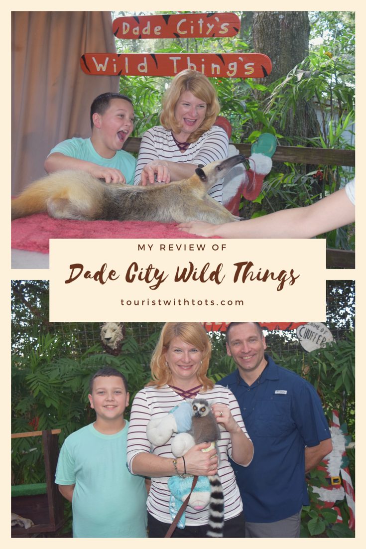 Three people petting an anteater and a lemur