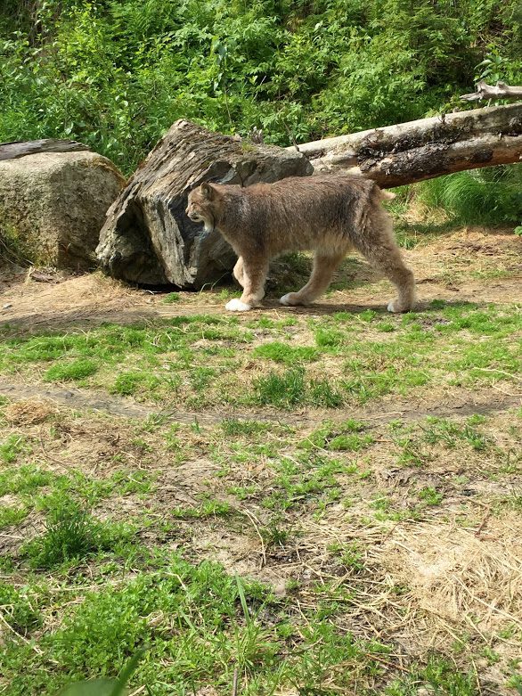 The Lynx