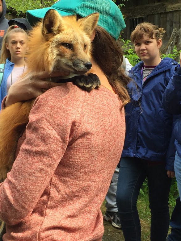 A woman holding a red fox