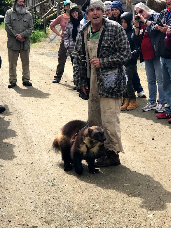 Steve with a Wolverine on a leash