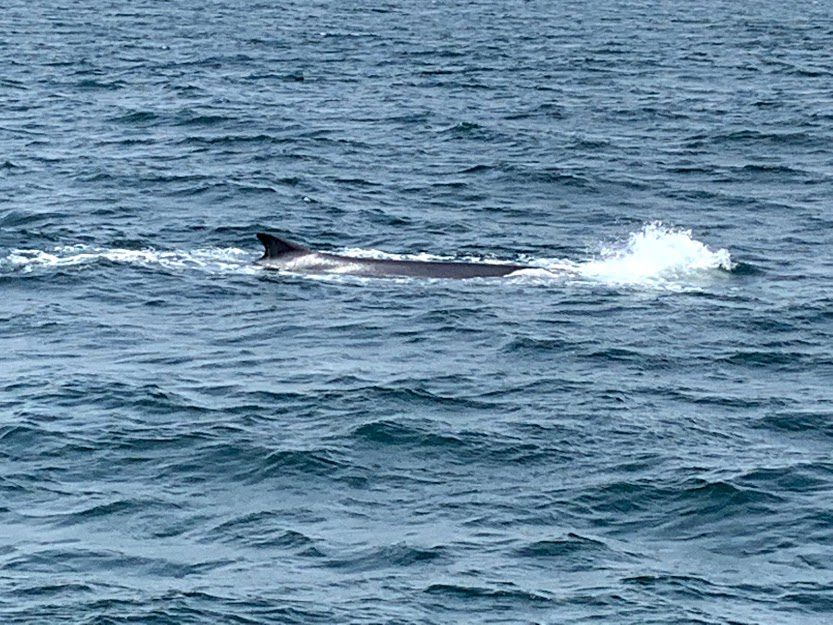 A Finback Whale