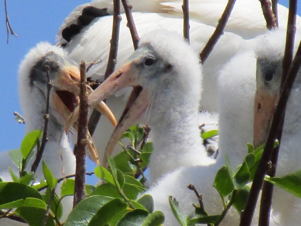 Birds that can been seen from the boardwalk at Florida travel destination Green Cay Wetlands.