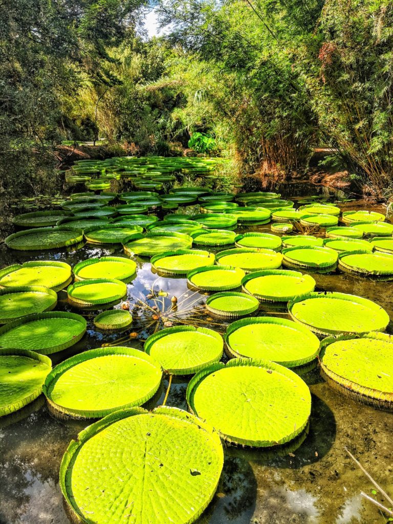 Kanapaha Botanical Gardens, Gainesville, Fl is a Florida travel destinations that includes lily pads