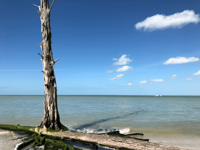 ocean view while taking a tour with Happy Paddler Kayak Tours and Ecoadventures in Florida