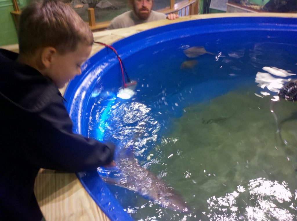 Pet a Dogfish at the Save The Bay Explorations Center in Newport, RI