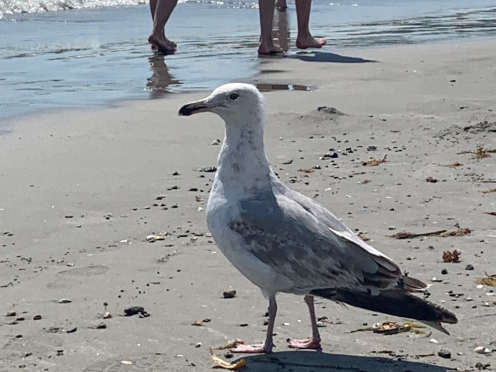 Make sure to visit the beach when visiting Newport Rhode Island with kids
