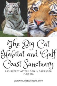 Read more about the article The Big Cat Habitat–A Purrfect Afternoon