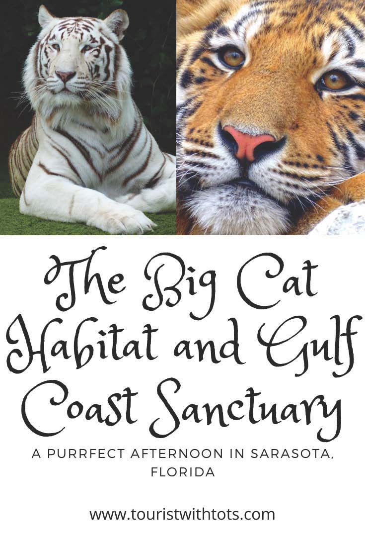 Read more about the article The Big Cat Habitat–A Purrfect Afternoon