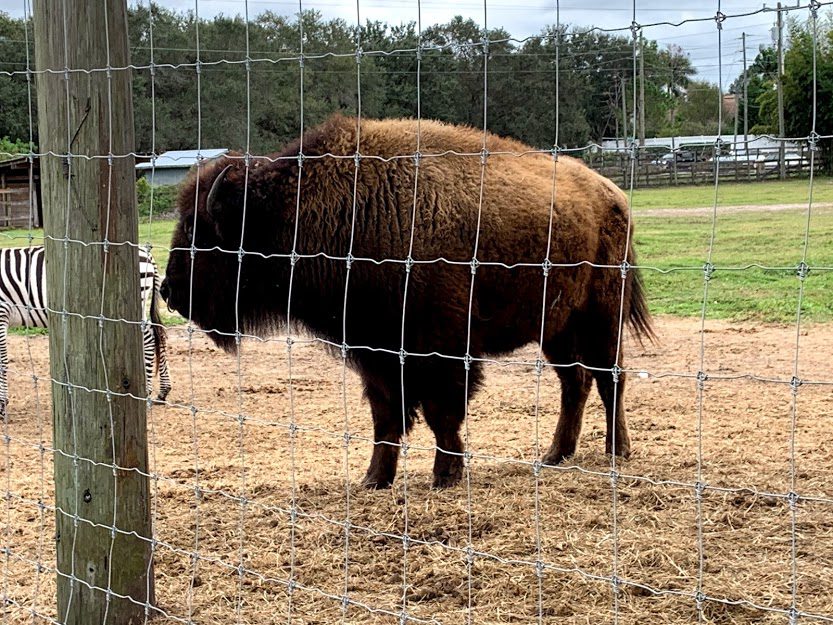 The bison at the Big Cat Habitat