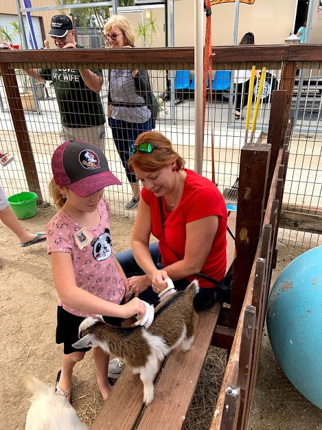 Brush the baby goats at the Big Cat Habitat petting zoo