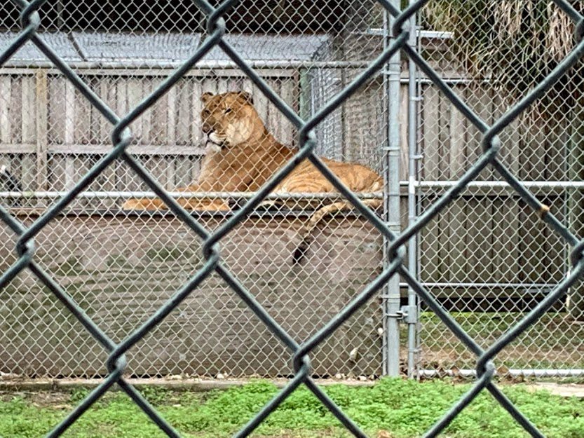 Brutus the Liger at the Big Cat Habitat