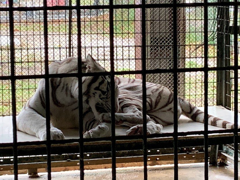 White Tiger in a caged enclosure at the Big Cat Habitat