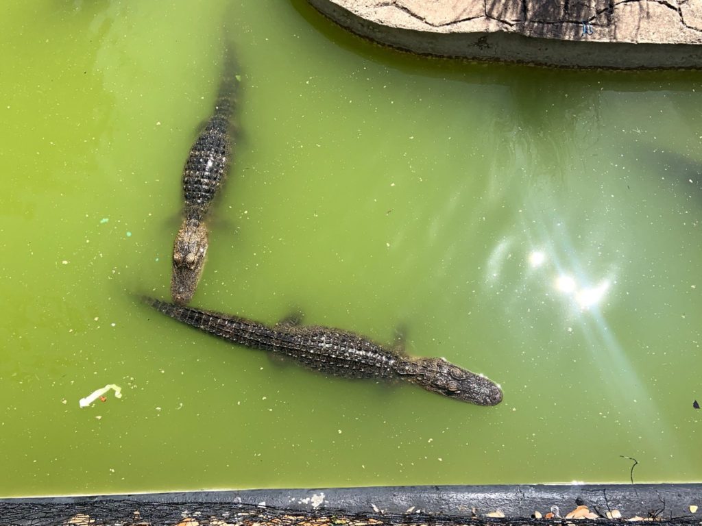 Feed alligators at Kissimmee Go Karts