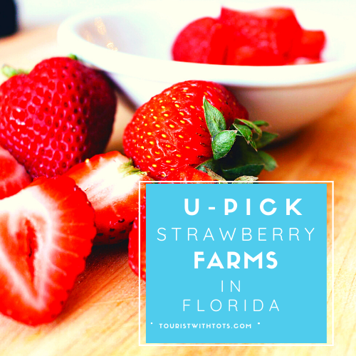 Read more about the article The Best U-Pick Strawberry Farms In Florida [2024]