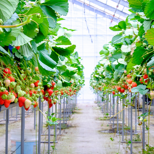 Hydroponic strawberry growth