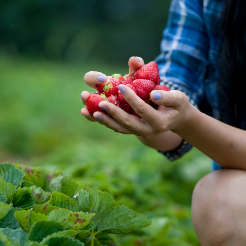 U-pick strawberry farms in Florida