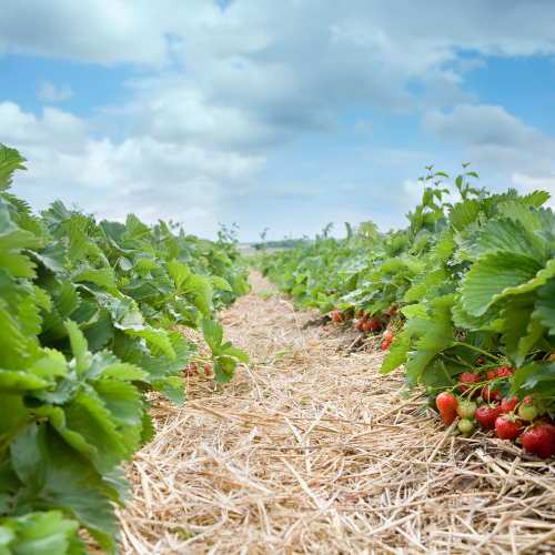 Strawberry farm with berries on the plants