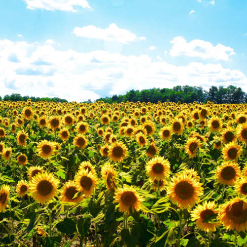 Sunflower field in Miami