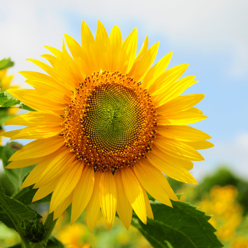 Beautiful sunflower in Miami Florida
