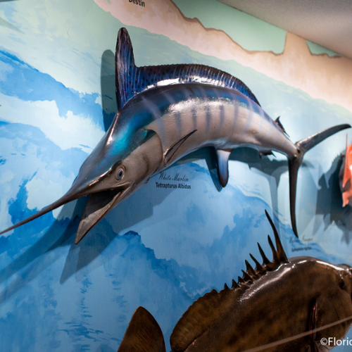 The Destin History and Fishing Museums is on of the best museums in Destin Florida