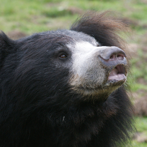 Sloth bear