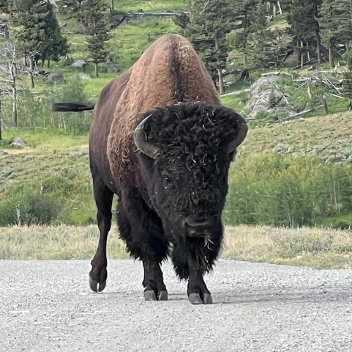 Bison during a trip to Yellowstone National Park